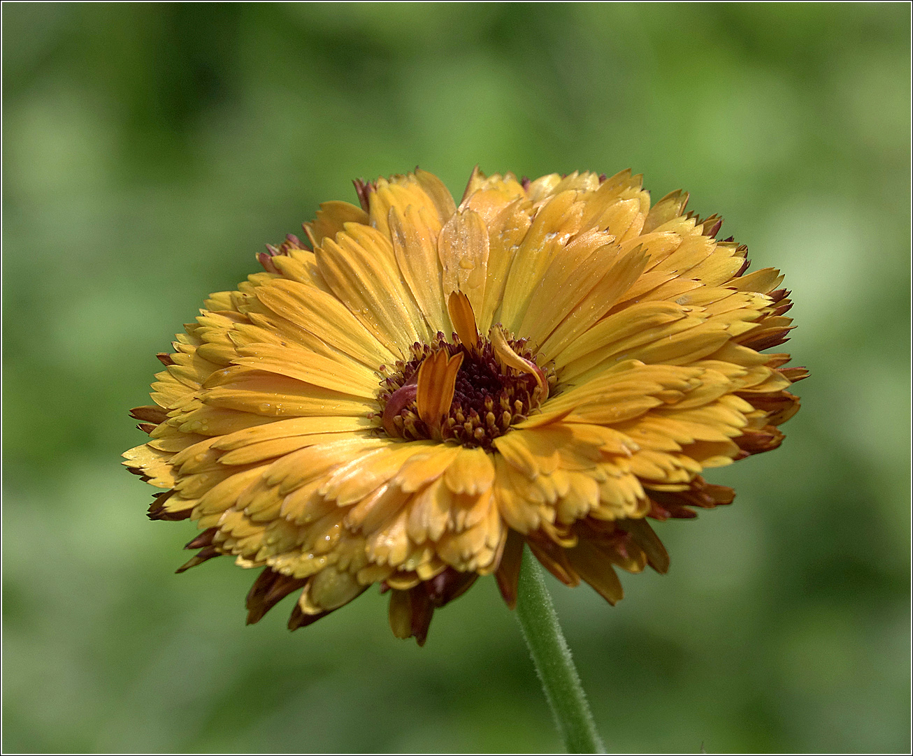 Изображение особи Calendula officinalis.