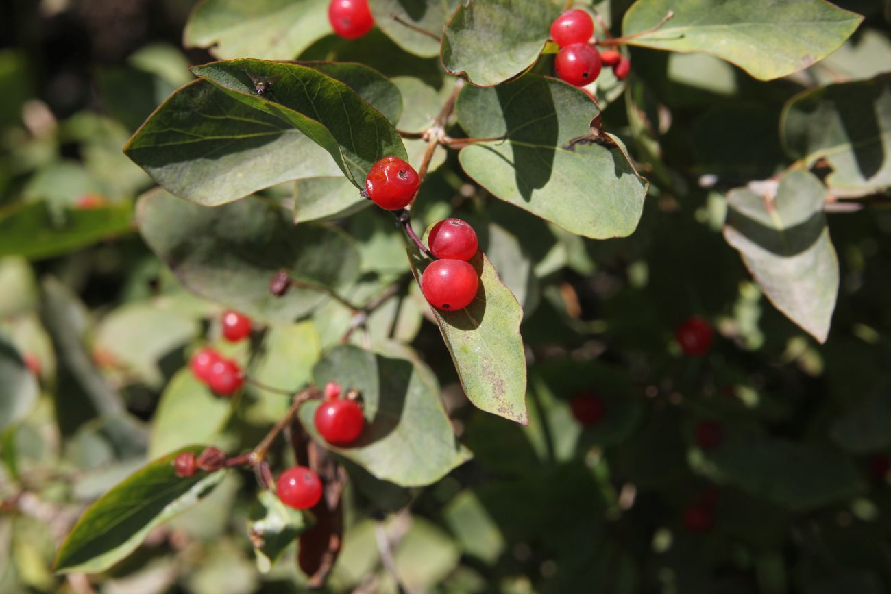 Image of Lonicera tatarica specimen.