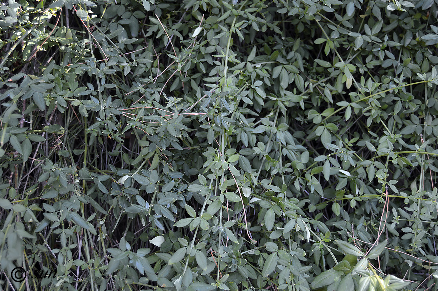 Изображение особи Jasminum nudiflorum.