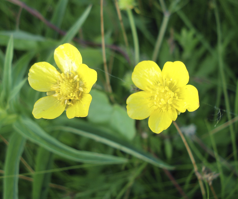 Изображение особи Ranunculus acris.