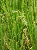 Oryza sativa