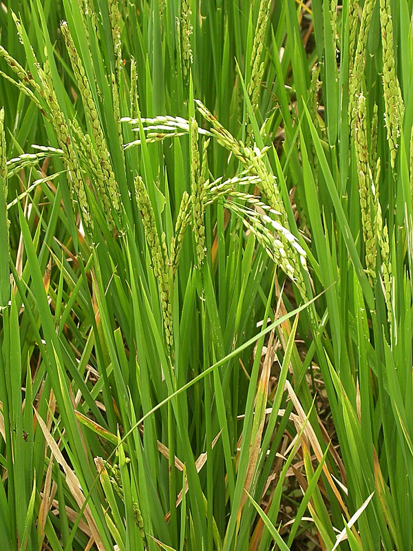 Изображение особи Oryza sativa.