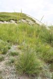 Psathyrostachys juncea. Цветущее растение. Белгородская обл., Ровеньский р-н, окр. с. Нагольное, склон мелового холма. 14.06.2016.