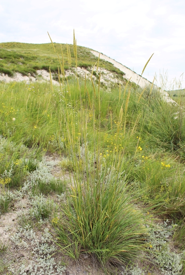 Изображение особи Psathyrostachys juncea.