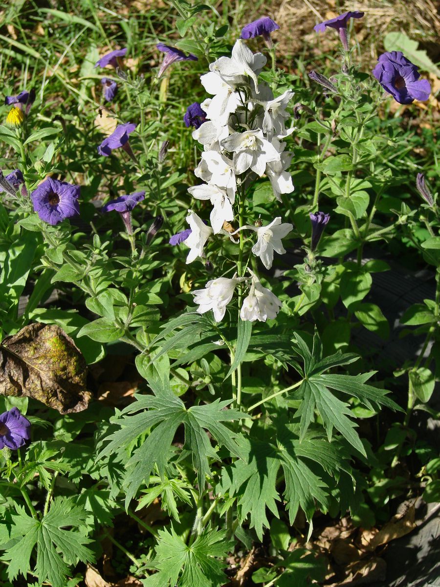 Изображение особи род Delphinium.