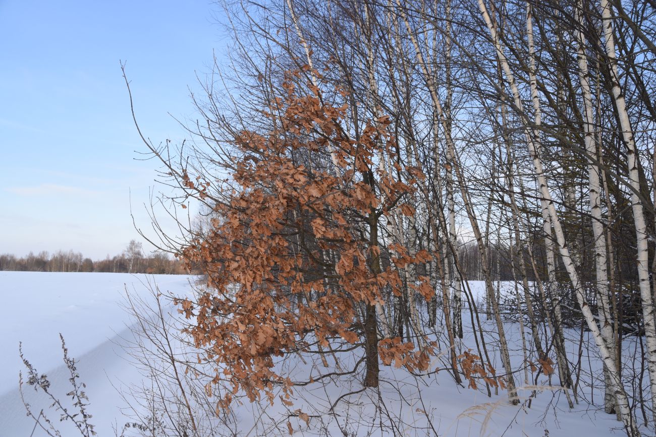 Изображение особи Quercus robur.