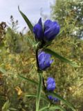 Gentiana triflora. Верхушка цветущего растения. Хабаровский край, окр. г. Комсомольска-на-Амуре, Силинская лесопарковая зона, смешанный лес. 26.08.2021.