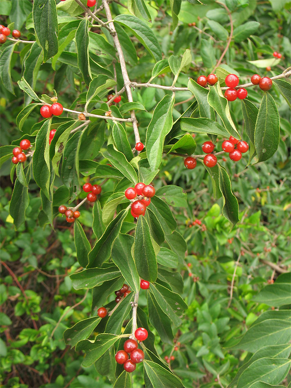 Image of Lonicera maackii specimen.