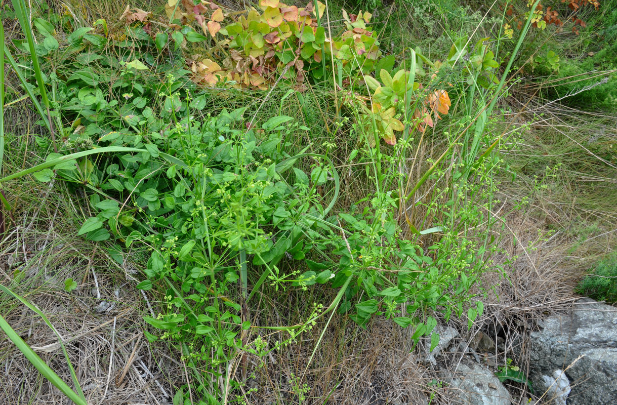 Image of Rubia cordifolia specimen.