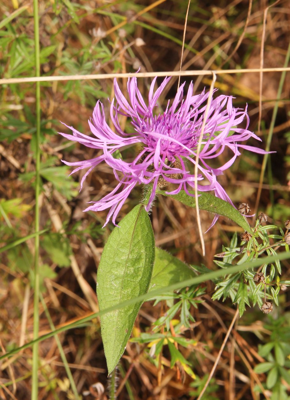 Image of genus Centaurea specimen.