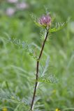 Cirsium obvallatum. Верхушка растения с развивающимися соцветиями. Республика Северная Осетия-Алания, Ирафский р-н, Большой Кавказ, левый склон долины р. Караугомдон, ≈ 2020 м н.у.м., сосновый лес. 08.07.2021.