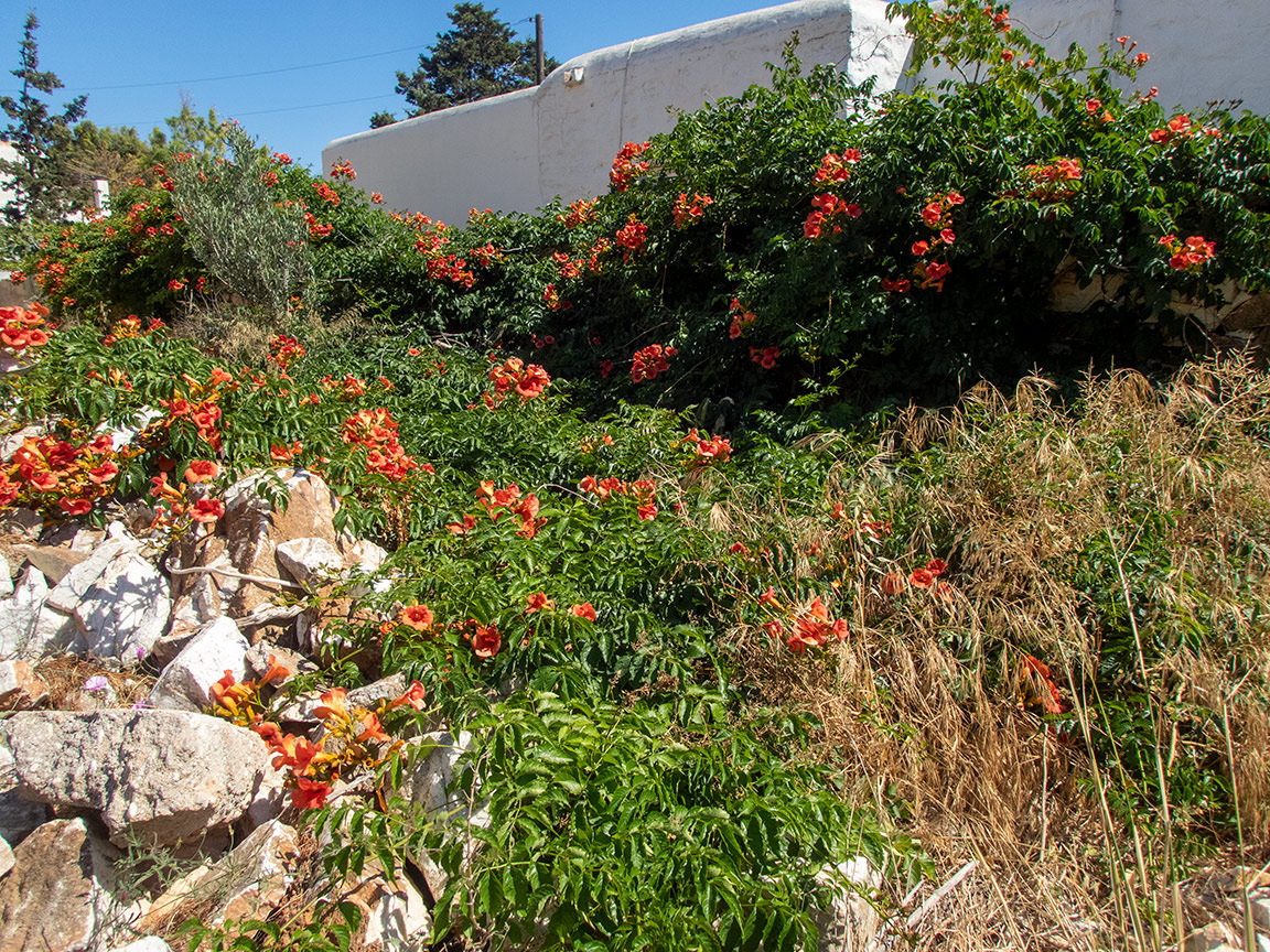 Изображение особи Campsis grandiflora.