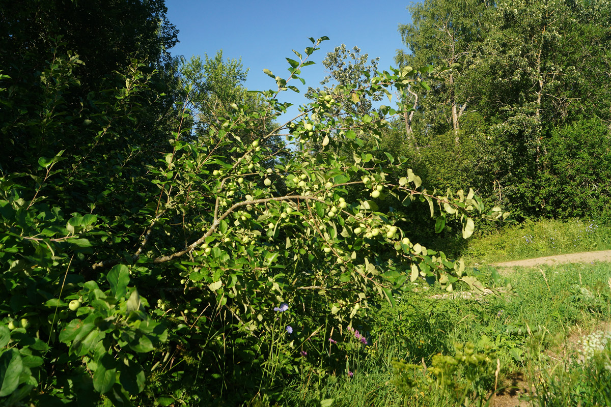 Изображение особи Malus domestica.