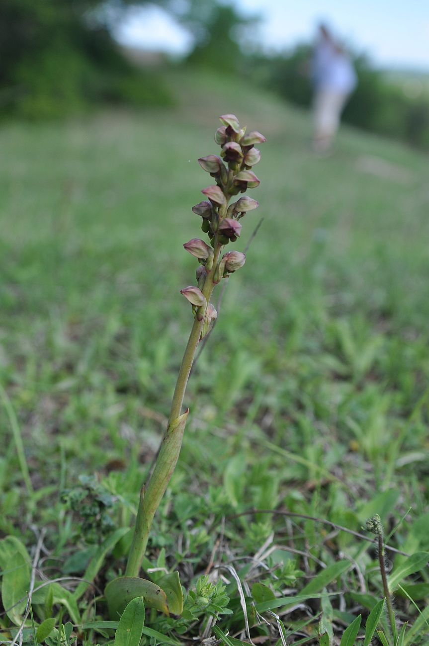 Image of Steveniella satyrioides specimen.