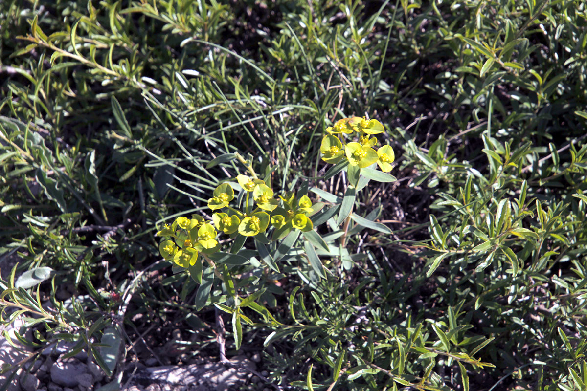 Image of genus Euphorbia specimen.