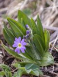 Primula auriculata. Расцветающее растение на влажном лугу. Северная Осетия, Ирафский р-н, западное подножие горы Кубус, около 2000 м н.у.м., окраина торфянника. 03.05.2022.