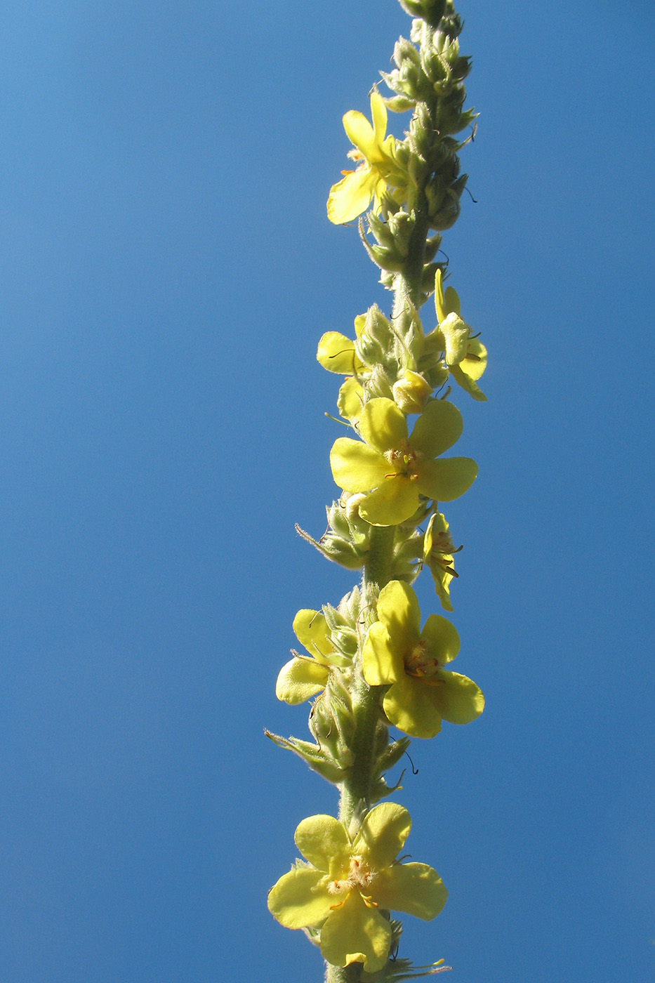 Изображение особи Verbascum phlomoides.