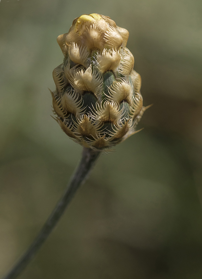 Изображение особи Centaurea orientalis.