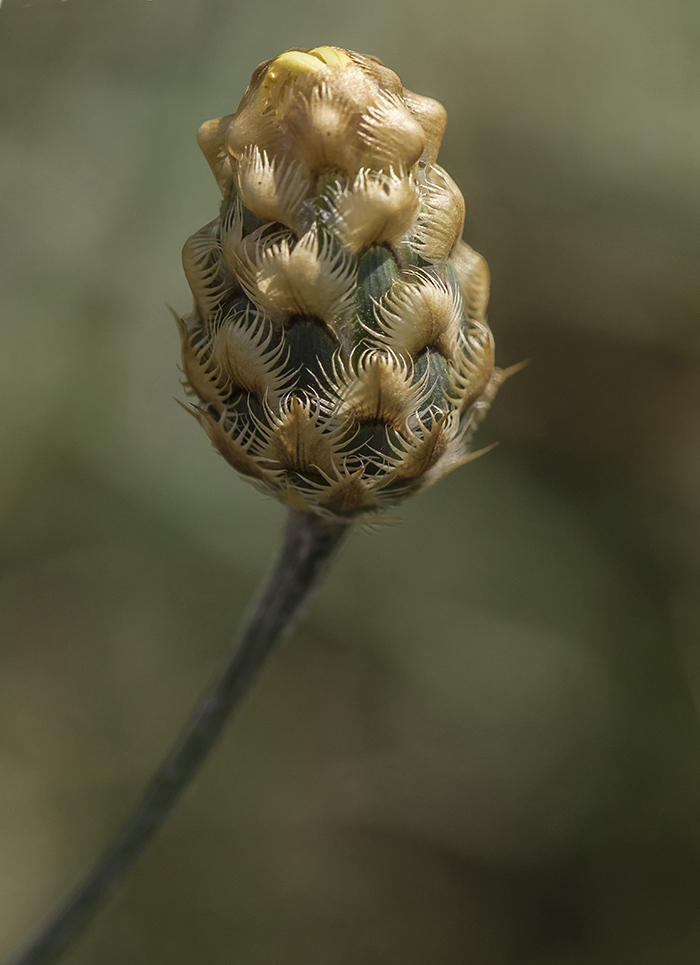 Image of Centaurea orientalis specimen.