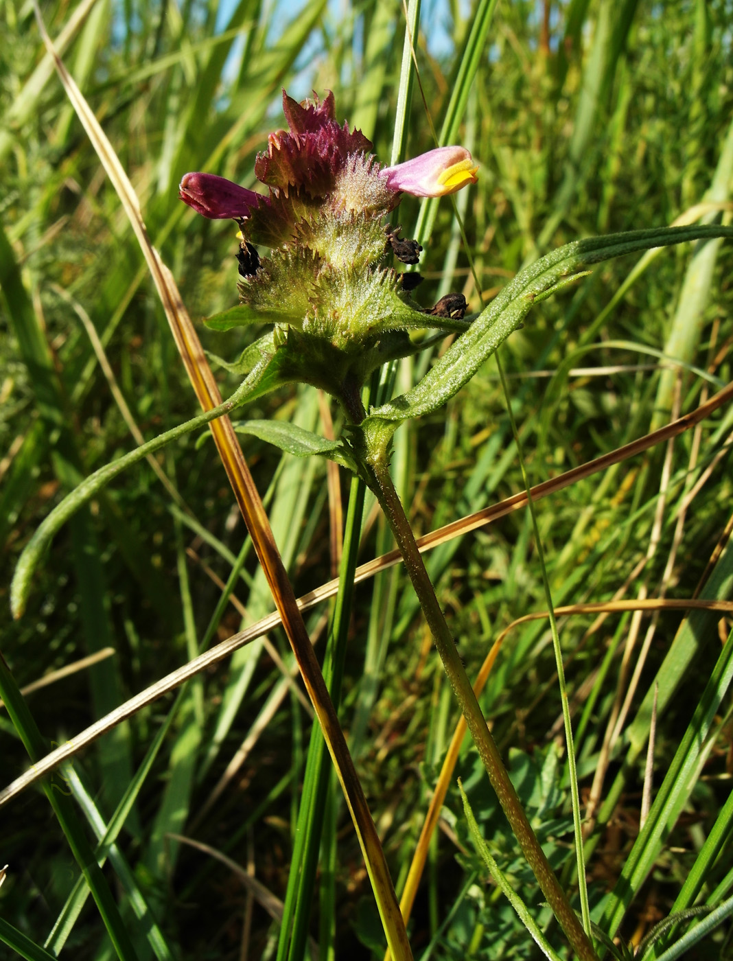 Изображение особи Melampyrum cristatum.