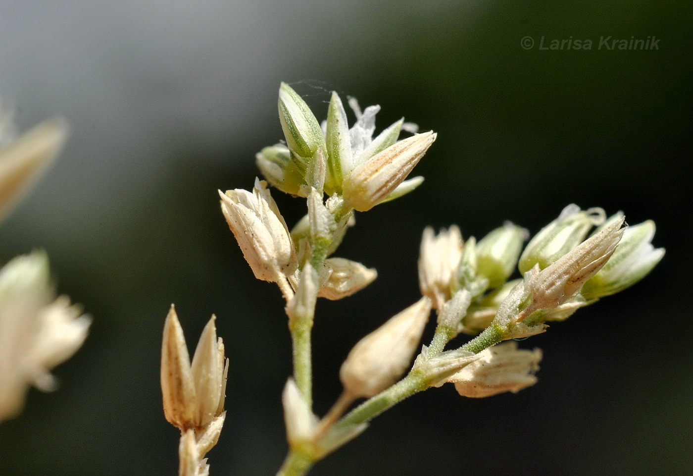 Image of Minuartia euxina specimen.