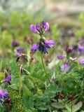 Astragalus subpolaris