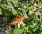 Lathyrus fulvus