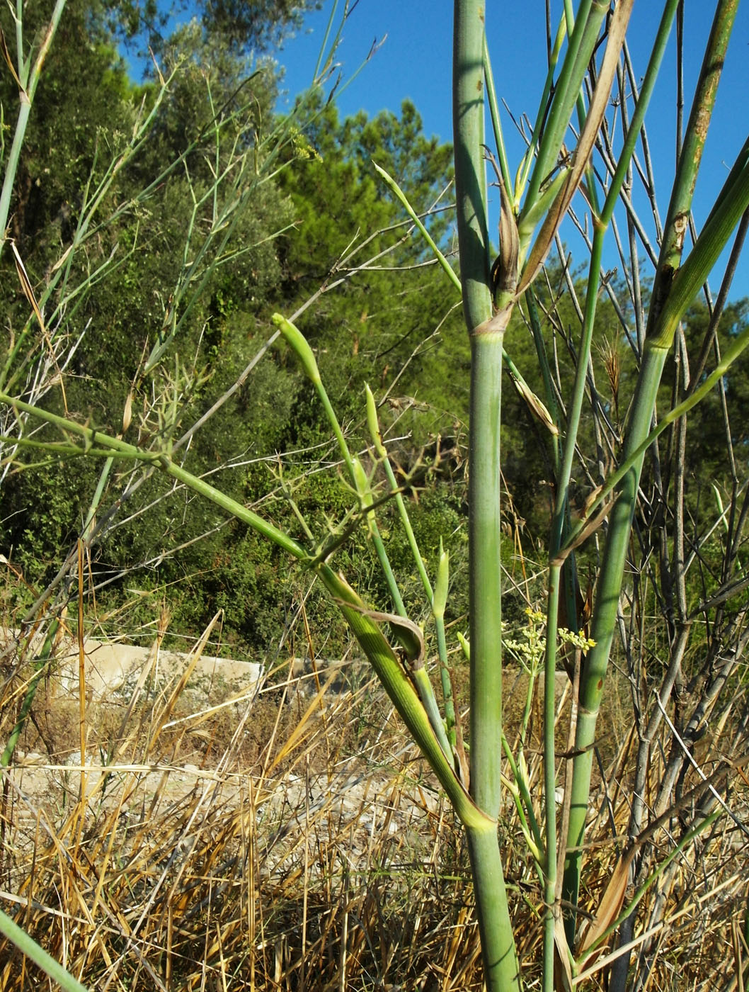 Изображение особи Foeniculum vulgare.