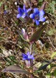 Gentiana scabra