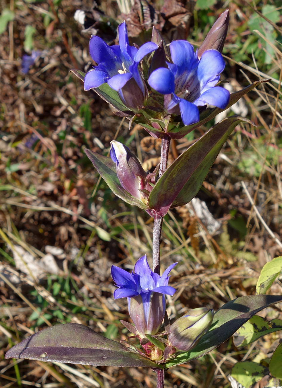 Image of Gentiana scabra specimen.