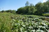 Petasites radiatus