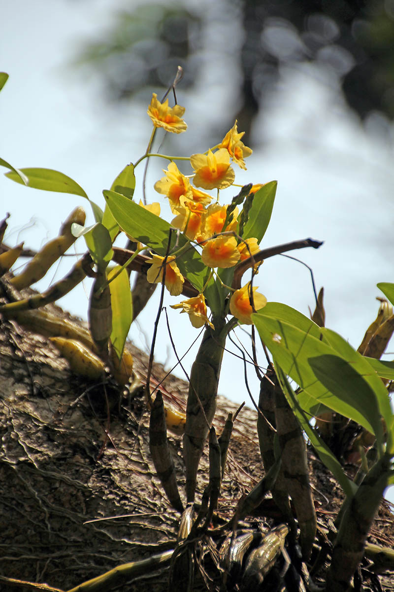 Изображение особи Dendrobium jenkinsii.
