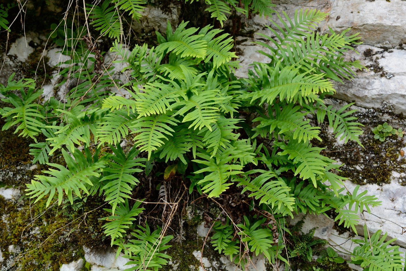 Image of Polypodium vulgare specimen.