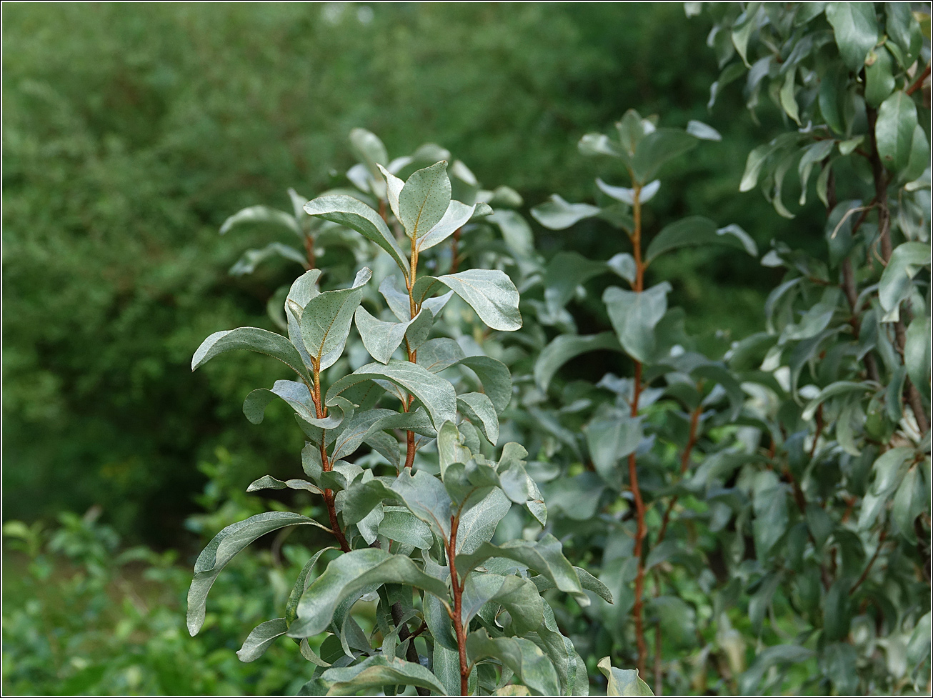 Image of Elaeagnus commutata specimen.
