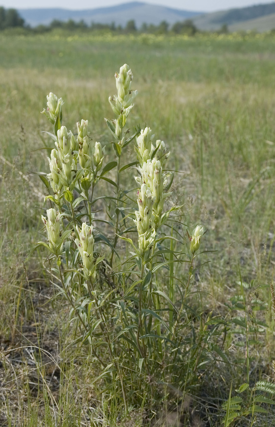 Изображение особи Castilleja pallida.