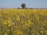 Senecio paucifolius. Аспект цветущих растений. Ульяновская обл., Мелекесский р-н, окр. дер. Куликовка, пойменный луг с участками засоления. 07.08.2022.