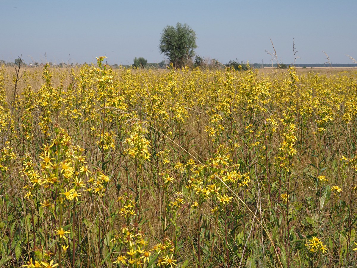 Image of Senecio paucifolius specimen.