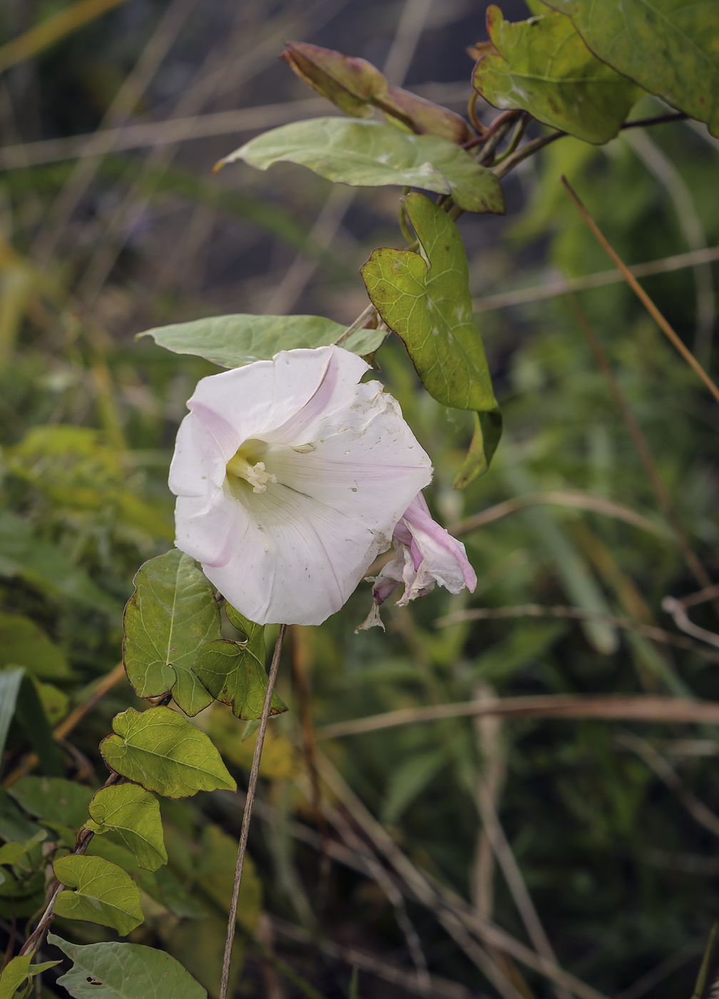 Изображение особи Calystegia inflata.