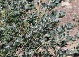 genus Chenopodium. Верхушки побегов с соцветиями. Республика Алтай, Кош-Агачский р-н, с. Курай, ≈ 1495 м н.у.м., у дороги. 04.07.2022.