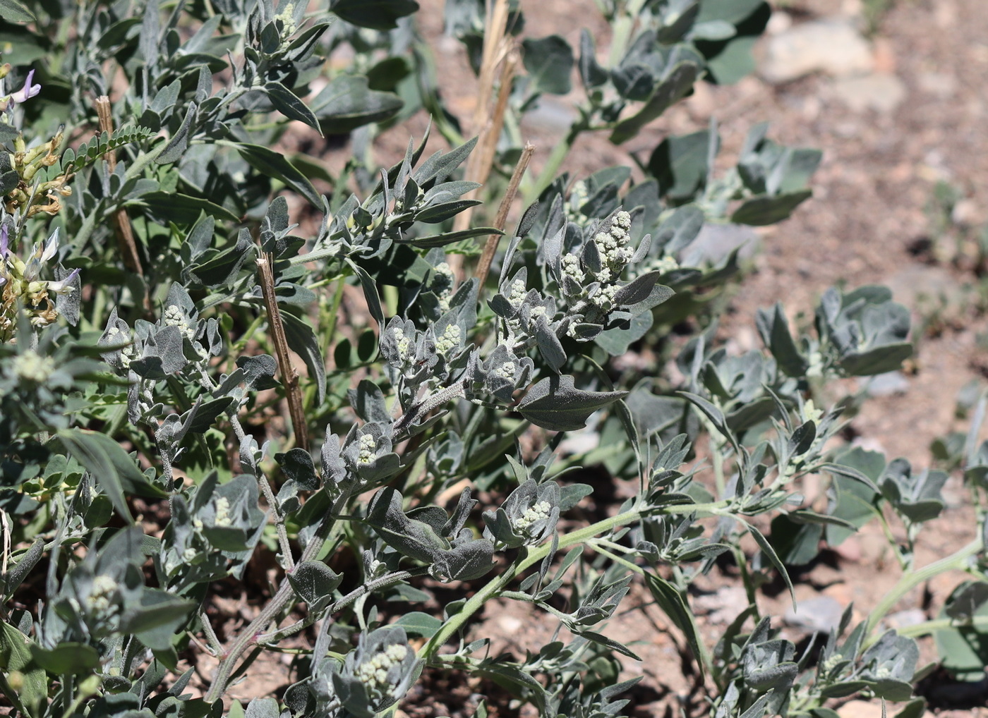 Image of genus Chenopodium specimen.