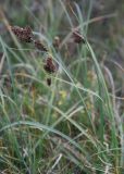 Carex melananthiformis