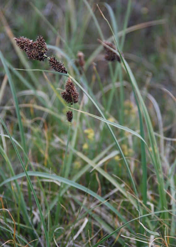 Изображение особи Carex melananthiformis.