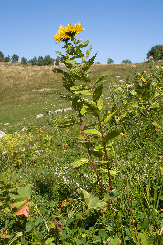 Изображение особи Inula grandiflora.