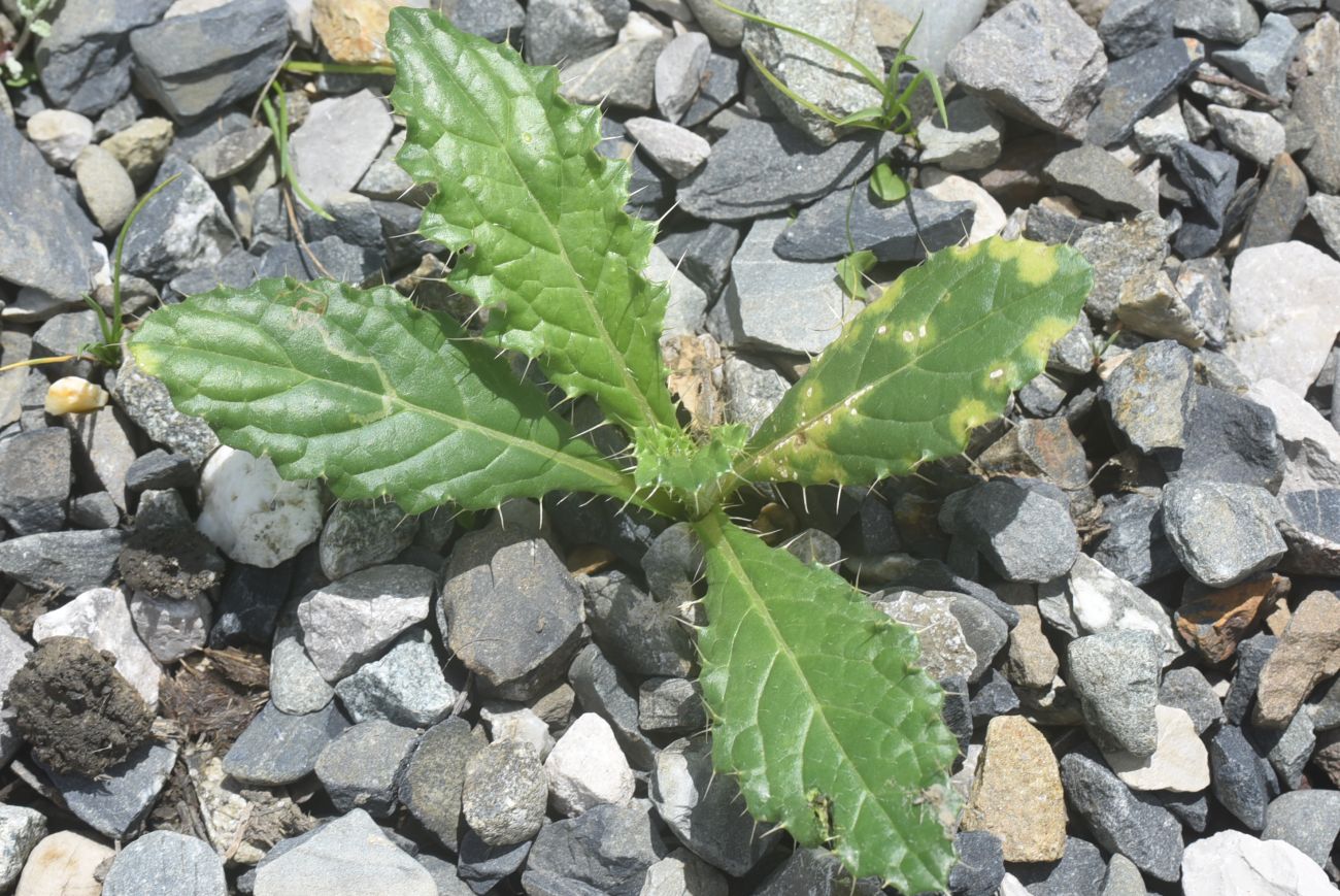 Изображение особи род Cirsium.