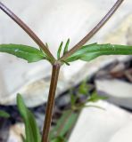 Image of taxon representative. Author is Анна Малыхина