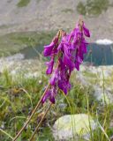 Hedysarum caucasicum. Верхушки побегов с соцветиями. Карачаево-Черкесия, Урупский р-н, Кавказский биосферный заповедник, Имеретинские озёра, дол. оз. Географов, ≈ 2700 м н.у.м., альпийский луг. 27.07.2022.