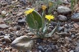 Scorzonera ovata. Цветущее растение. Таджикистан, Согдийская обл., Исфара, глинисто-щебнистый склон. 1 мая 2023 г.