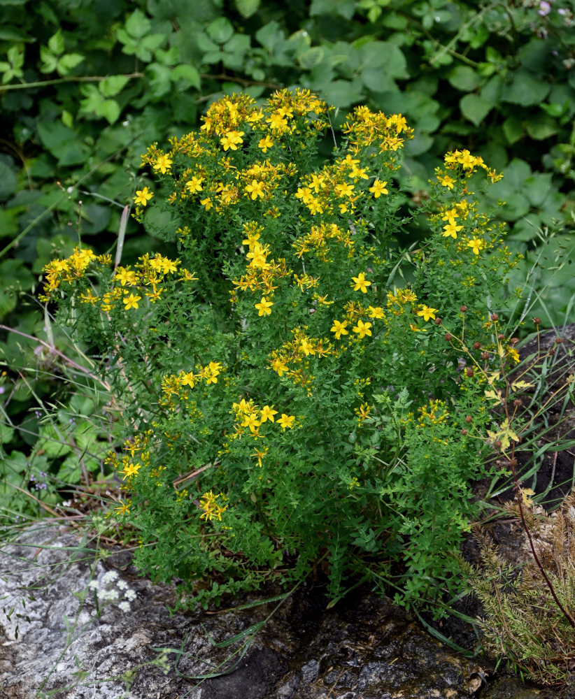 Image of genus Hypericum specimen.