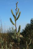 Salix phylicifolia. Верхушка веточки с женскими соцветиями и погибшими генеративными почками (вверху). Ленинградская обл., окр. пос. Большая Ижора, берег Финского залива, гребень песчаного берегового вала. 14.05.2023.