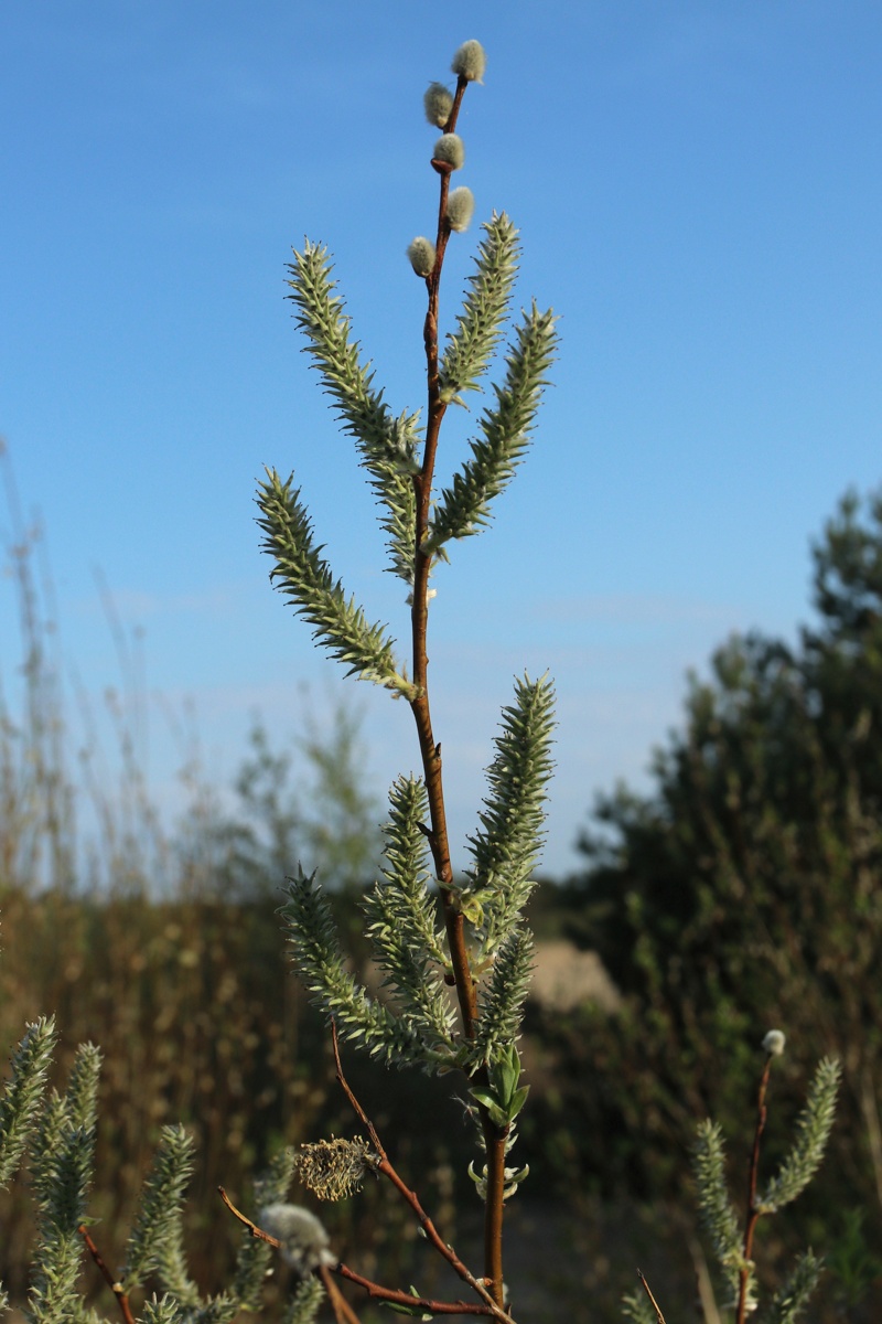 Изображение особи Salix phylicifolia.